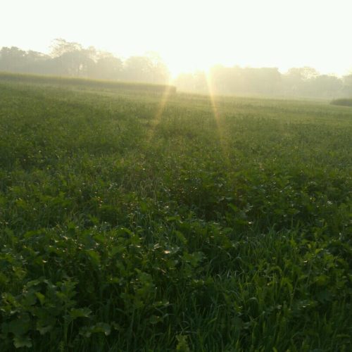 Abhinav ki Varsha (49)